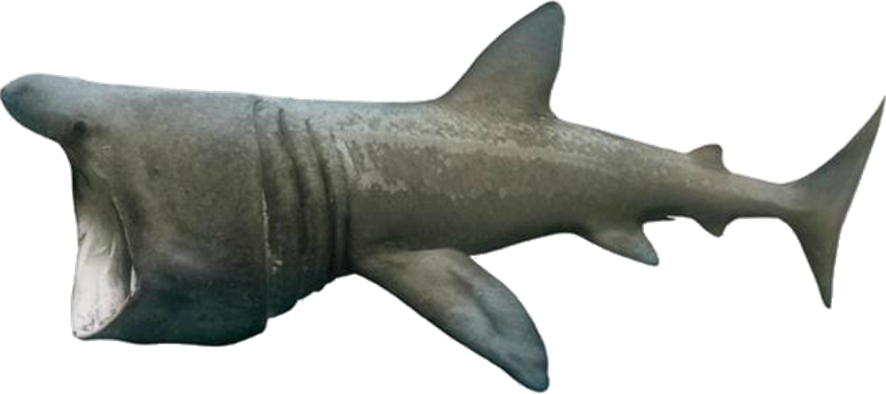 Download Real Wildlife Shark Download HD HQ PNG Image