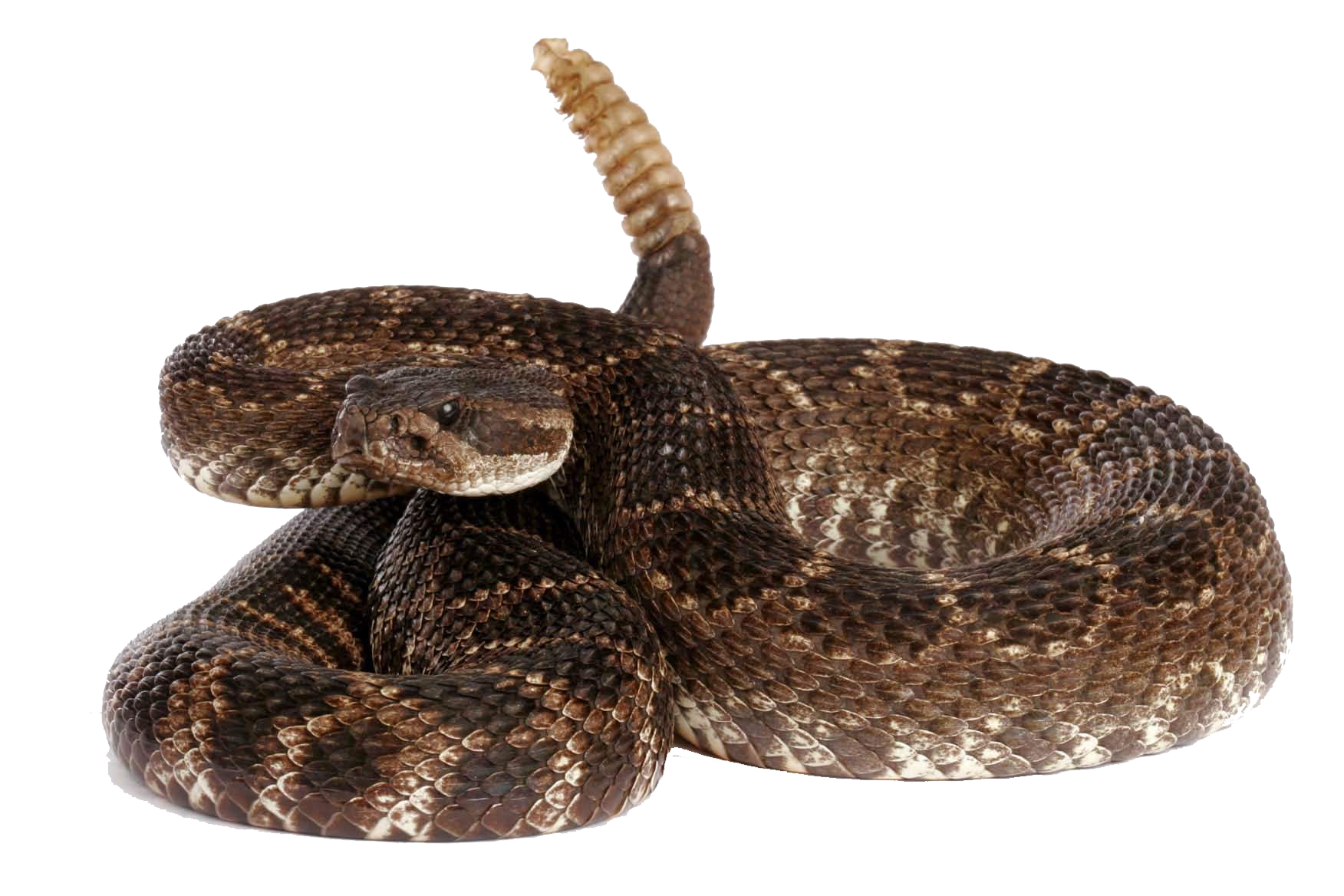 Rattle Snake Png