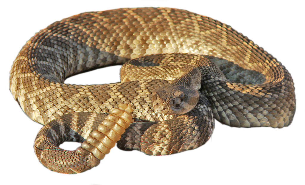 rattlesnake png