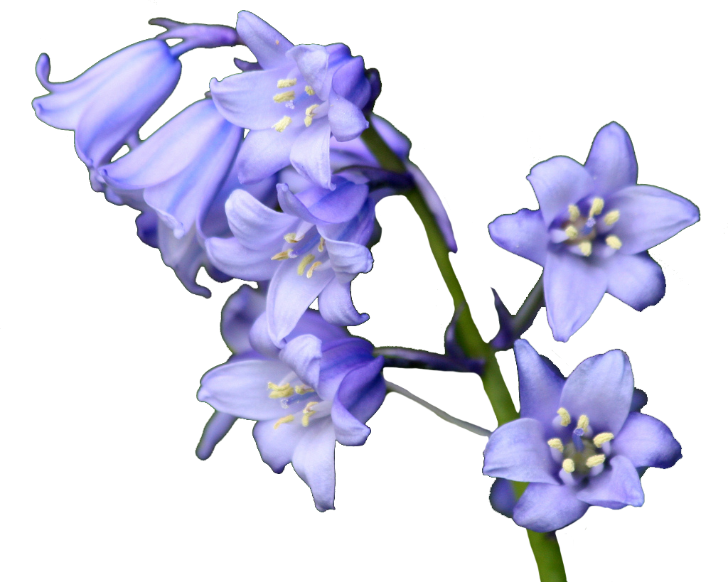 Bluebell Flower PNG Transparent Images Free Download, Vector Files