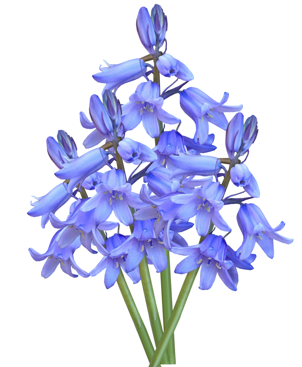 Download Flower Bluebells HQ Image Free HQ PNG Image