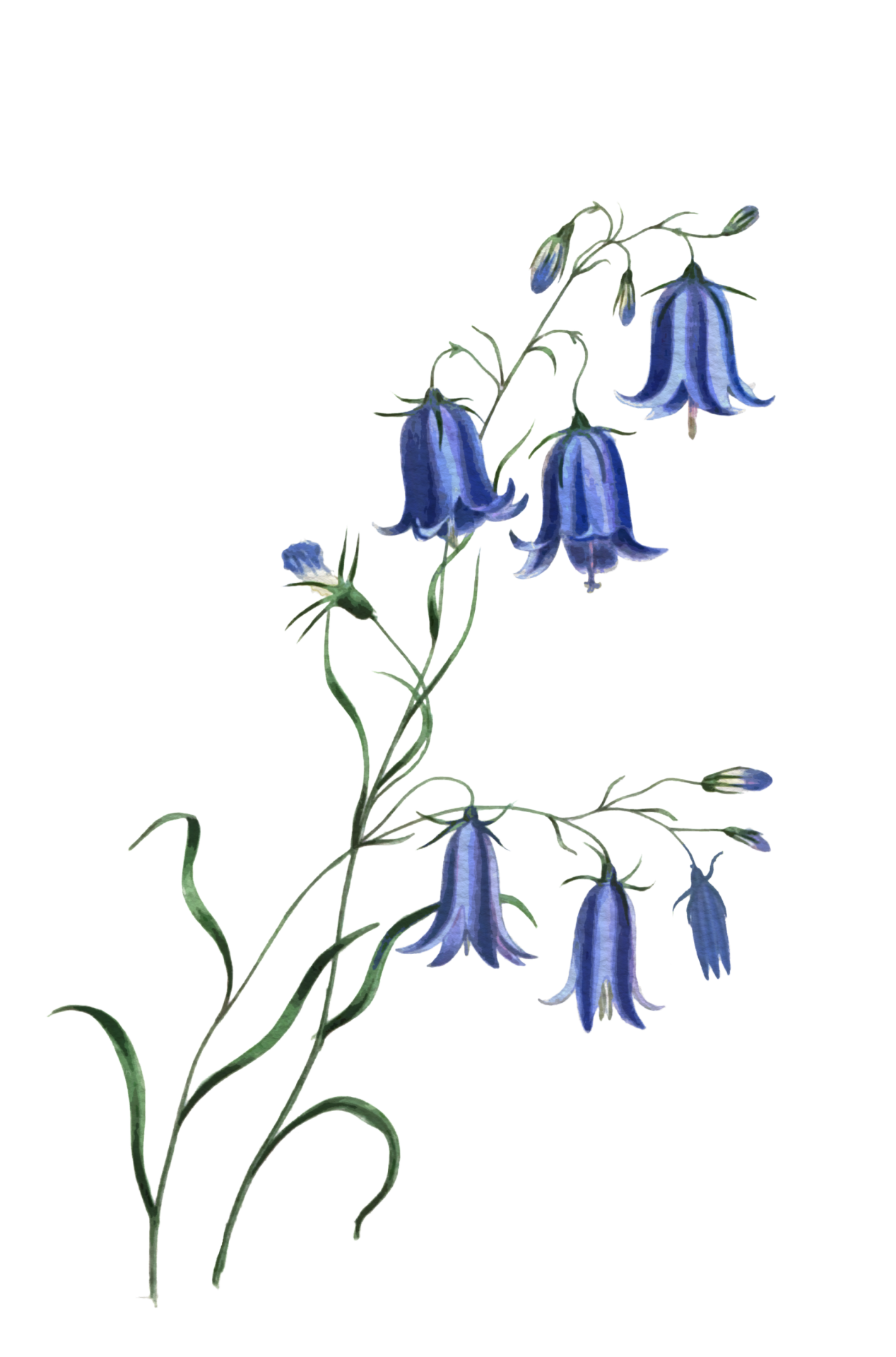 Bluebell Flower PNG Transparent Images Free Download