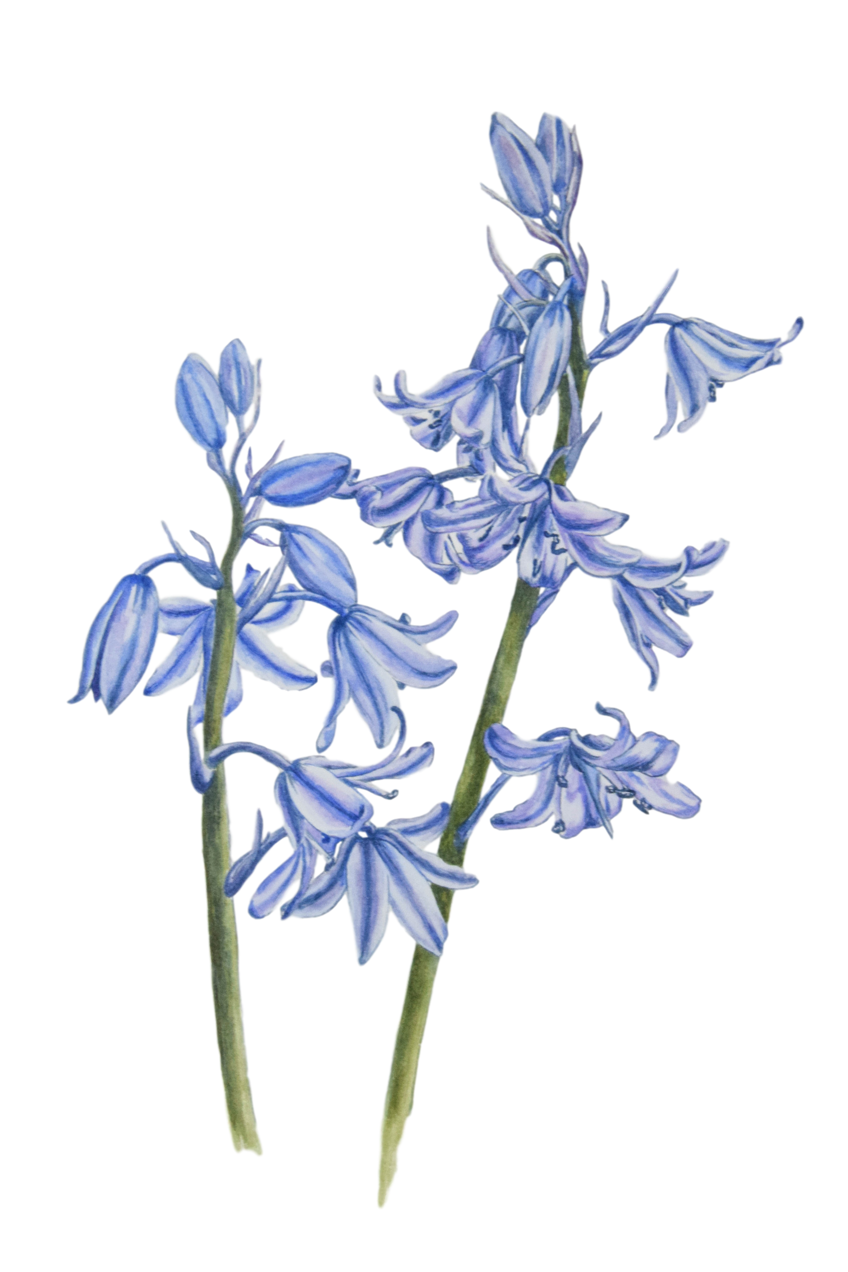 Bluebell Flower PNG Transparent Images Free Download