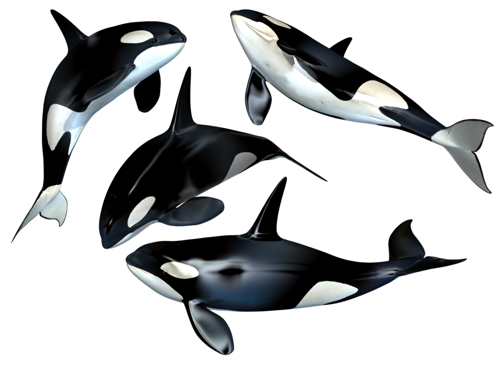 killer whales clipart