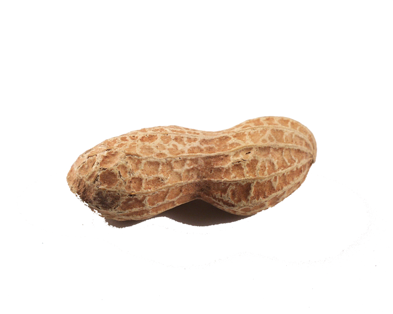 peanut clipart