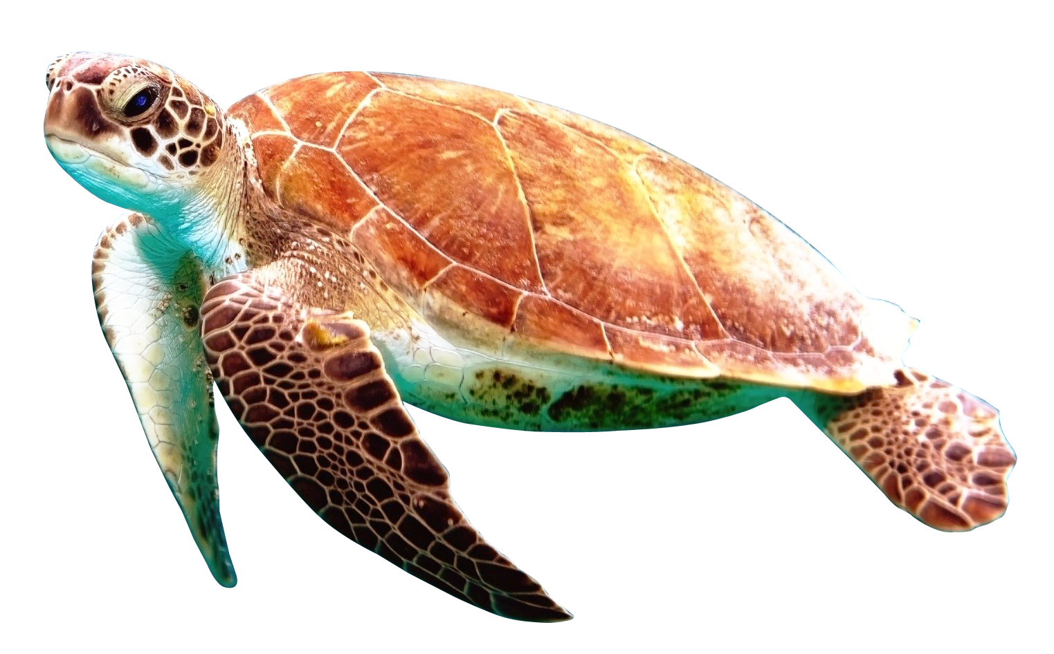 Turtle Cartoon png download - 1437*900 - Free Transparent Counterstrike Condition  Zero png Download. - CleanPNG / KissPNG