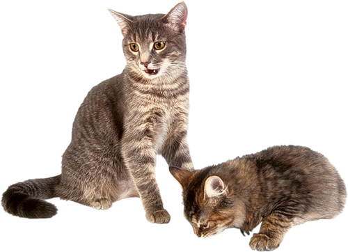 Dog And Cat png download - 784*1019 - Free Transparent Tattletail png  Download. - CleanPNG / KissPNG