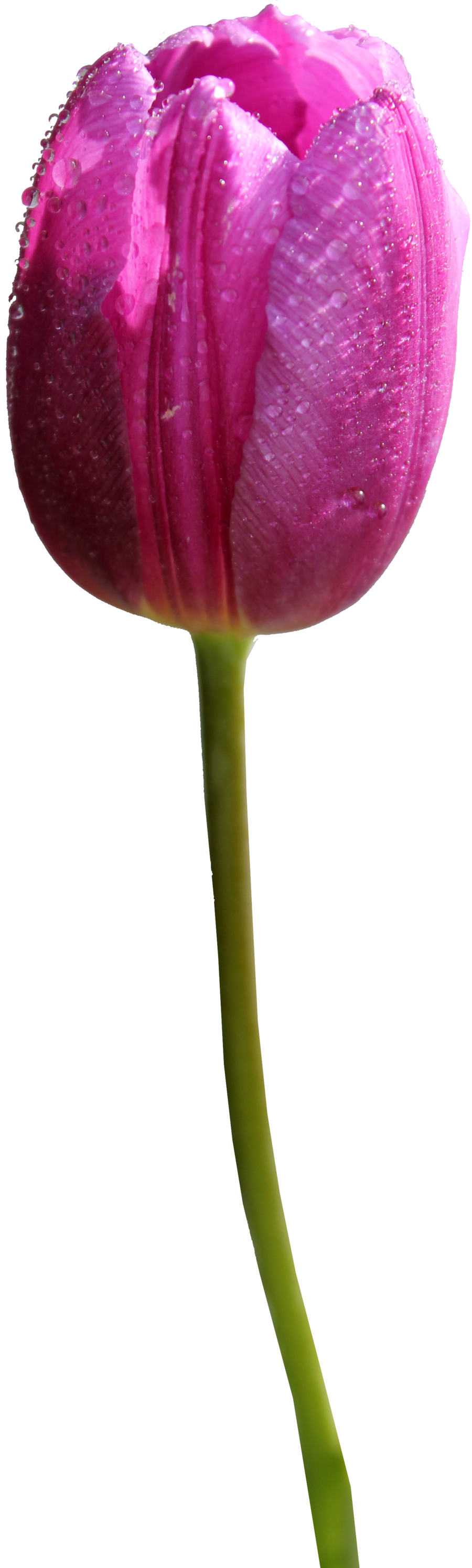 Tulip Photos, Download The BEST Free Tulip Stock Photos & HD Images