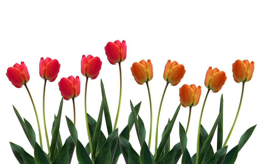 Download Tulip Png Pic Hq Png Image Freepngimg