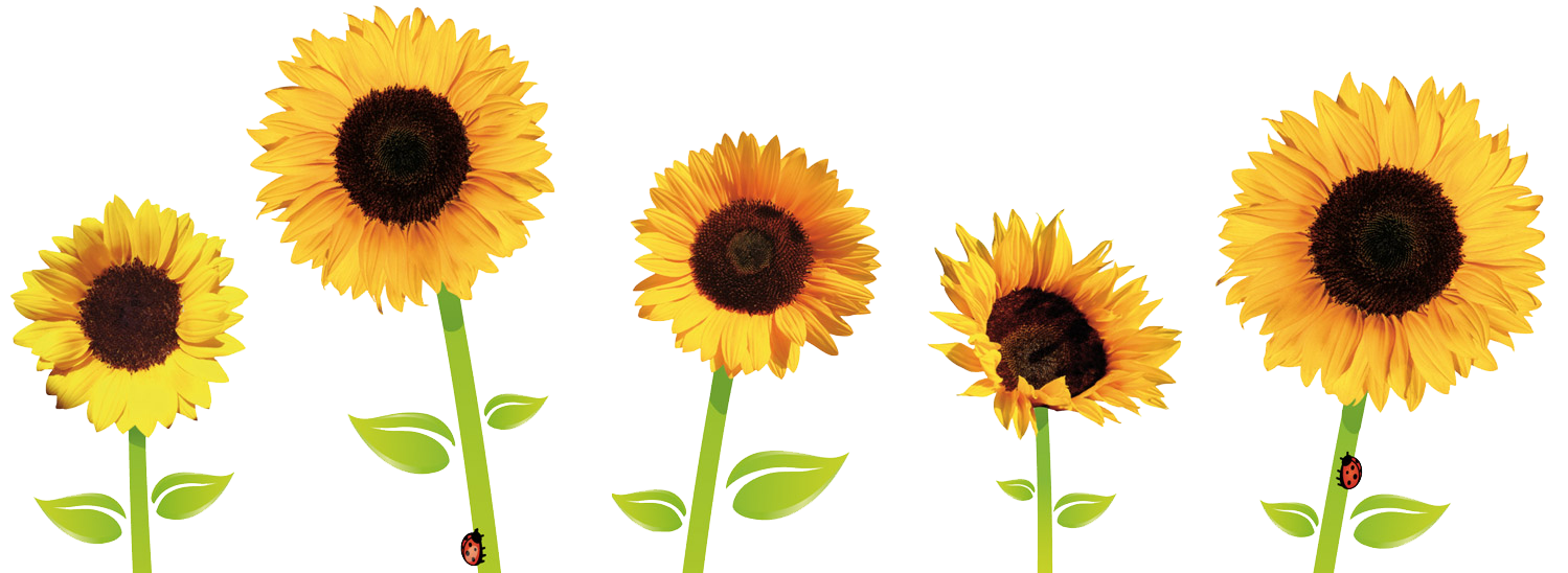 sunflower png