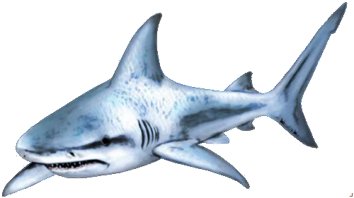 Shark Logo png download - 1024*576 - Free Transparent United States png  Download. - CleanPNG / KissPNG