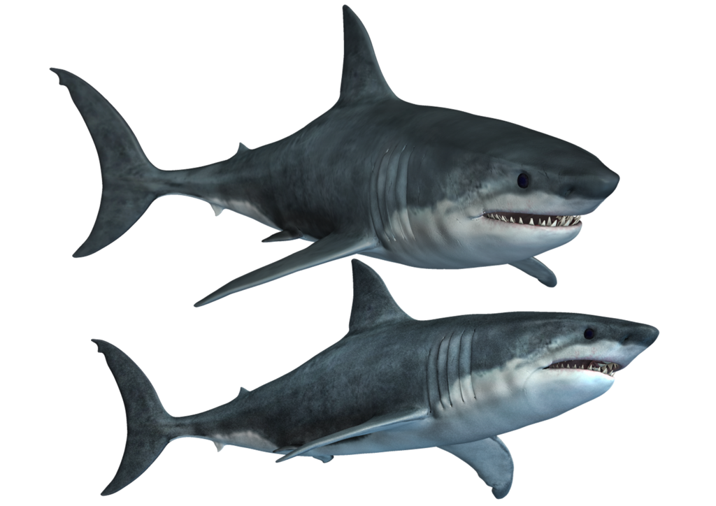 Shark Tank, HD Png Download , Transparent Png Image - PNGitem