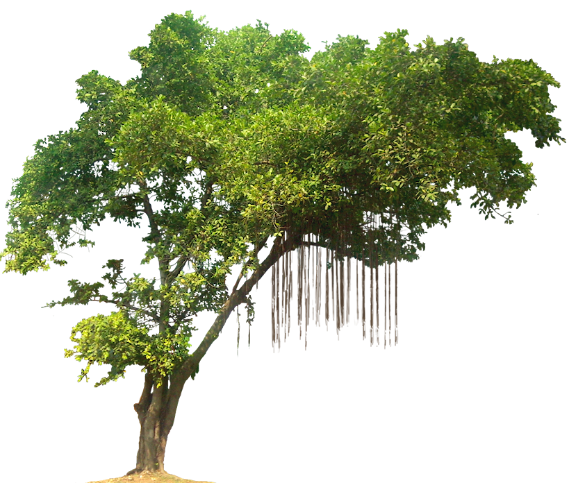 World Tree png download - 547*480 - Free Transparent Haiti png Download. -  CleanPNG / KissPNG