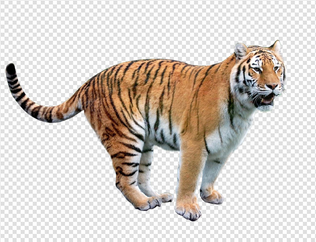 jumping tiger png