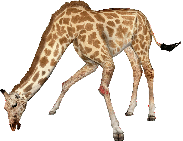 giraffe png