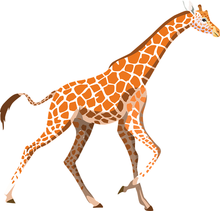 giraffe png