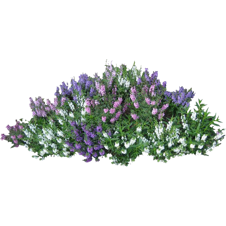 shrub transparent background