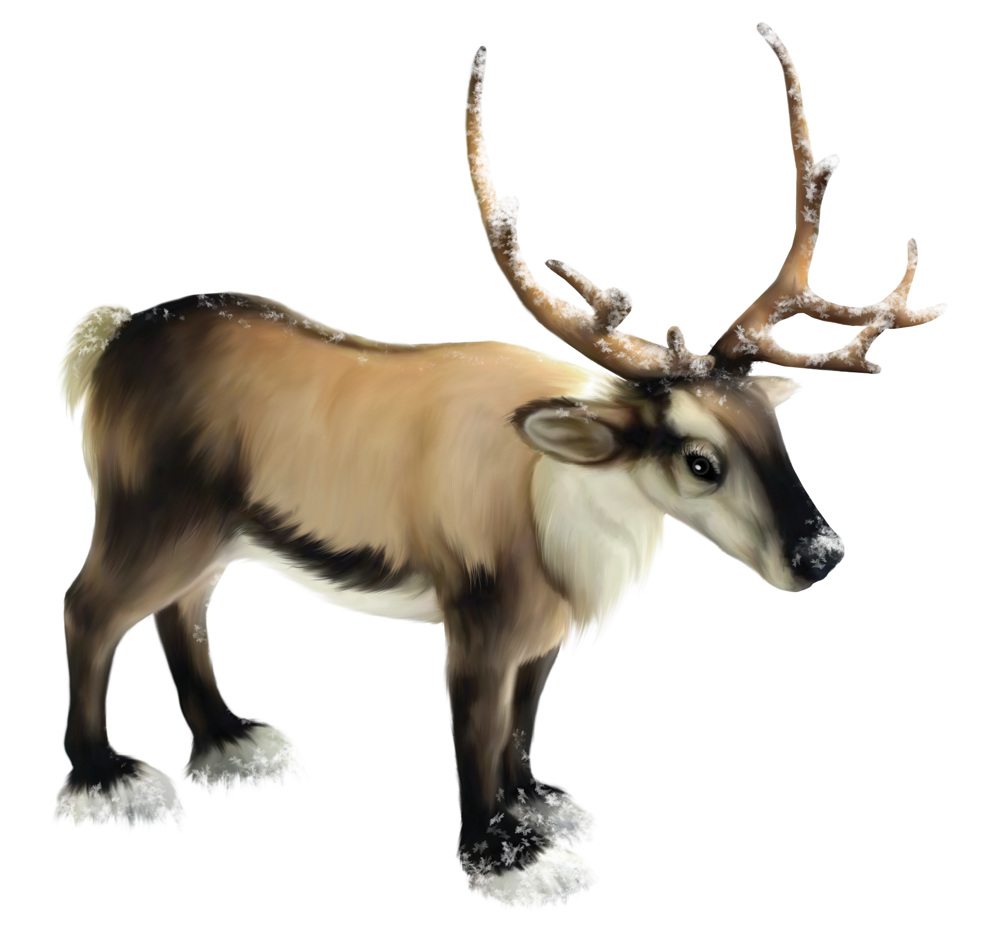 arctic reindeer clipart transparent