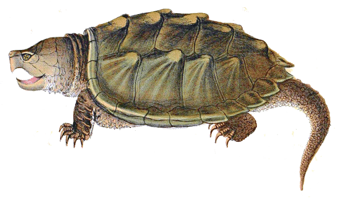 snapping turtle art