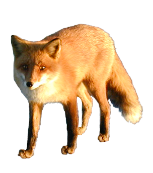 Fox animal isolated 3d 27140585 PNG