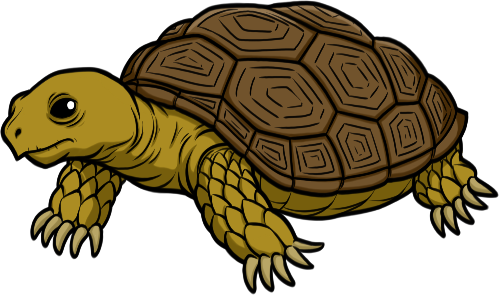 clip art tortoise