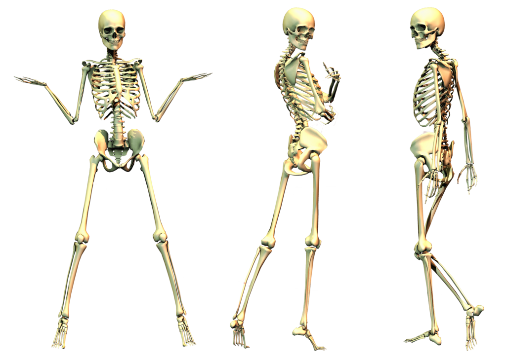 skeleton tumblr transparent