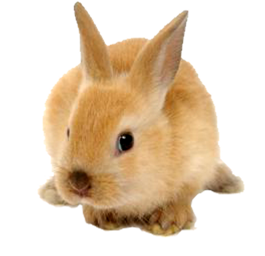 bunny transparent