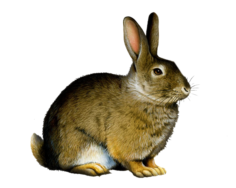 rabbit png