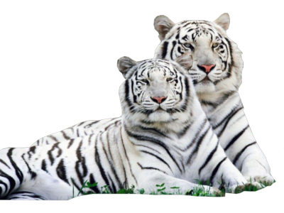 white tiger png