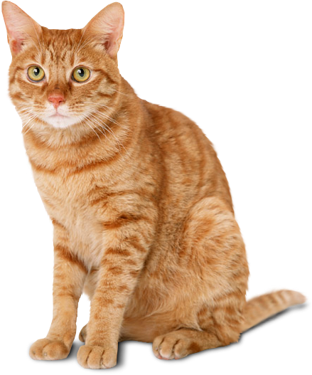 Cute Cat PNG Images With Transparent Background