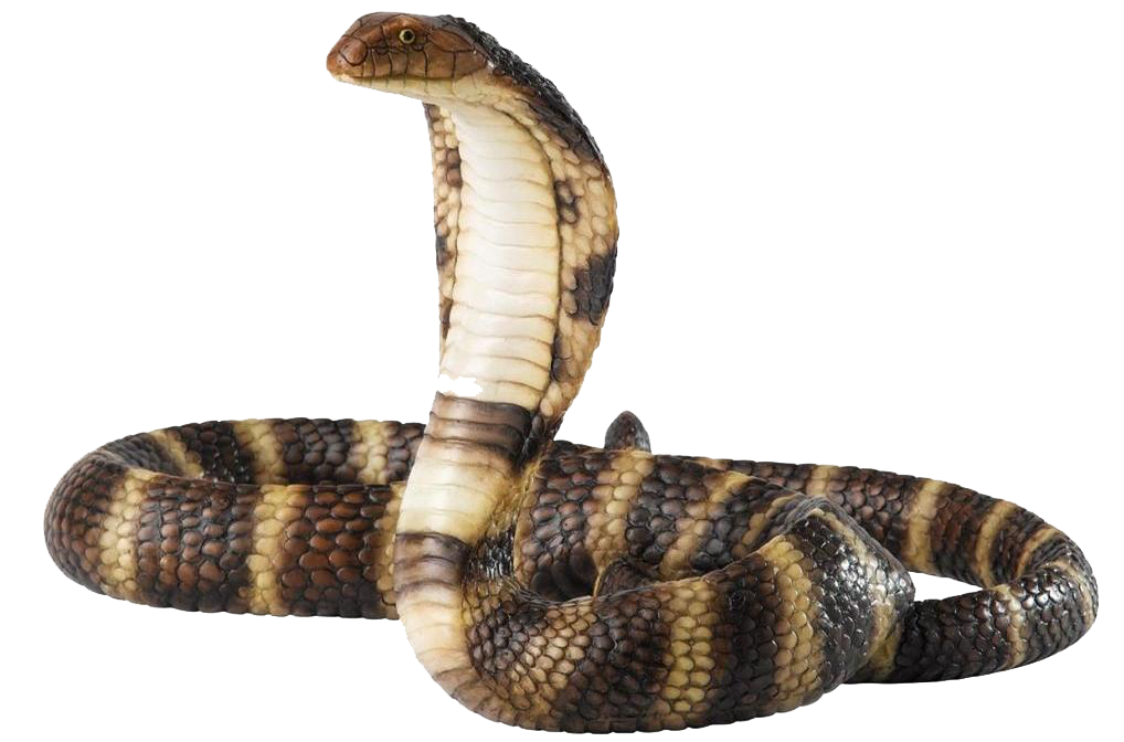 Cobra Snake Photos, Download The BEST Free Cobra Snake Stock Photos & HD  Images