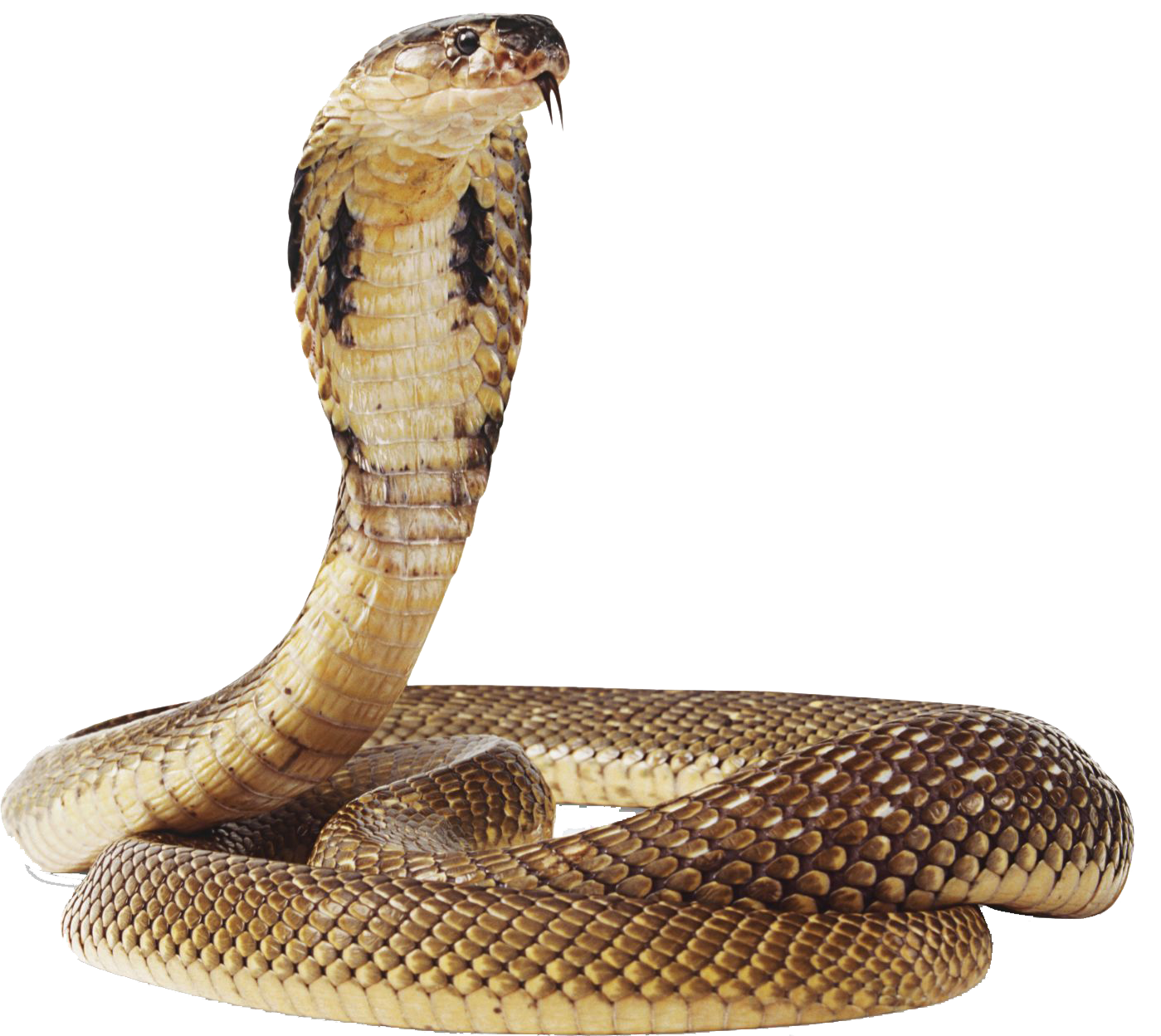 Cobra Snake Photos, Download The BEST Free Cobra Snake Stock Photos & HD  Images