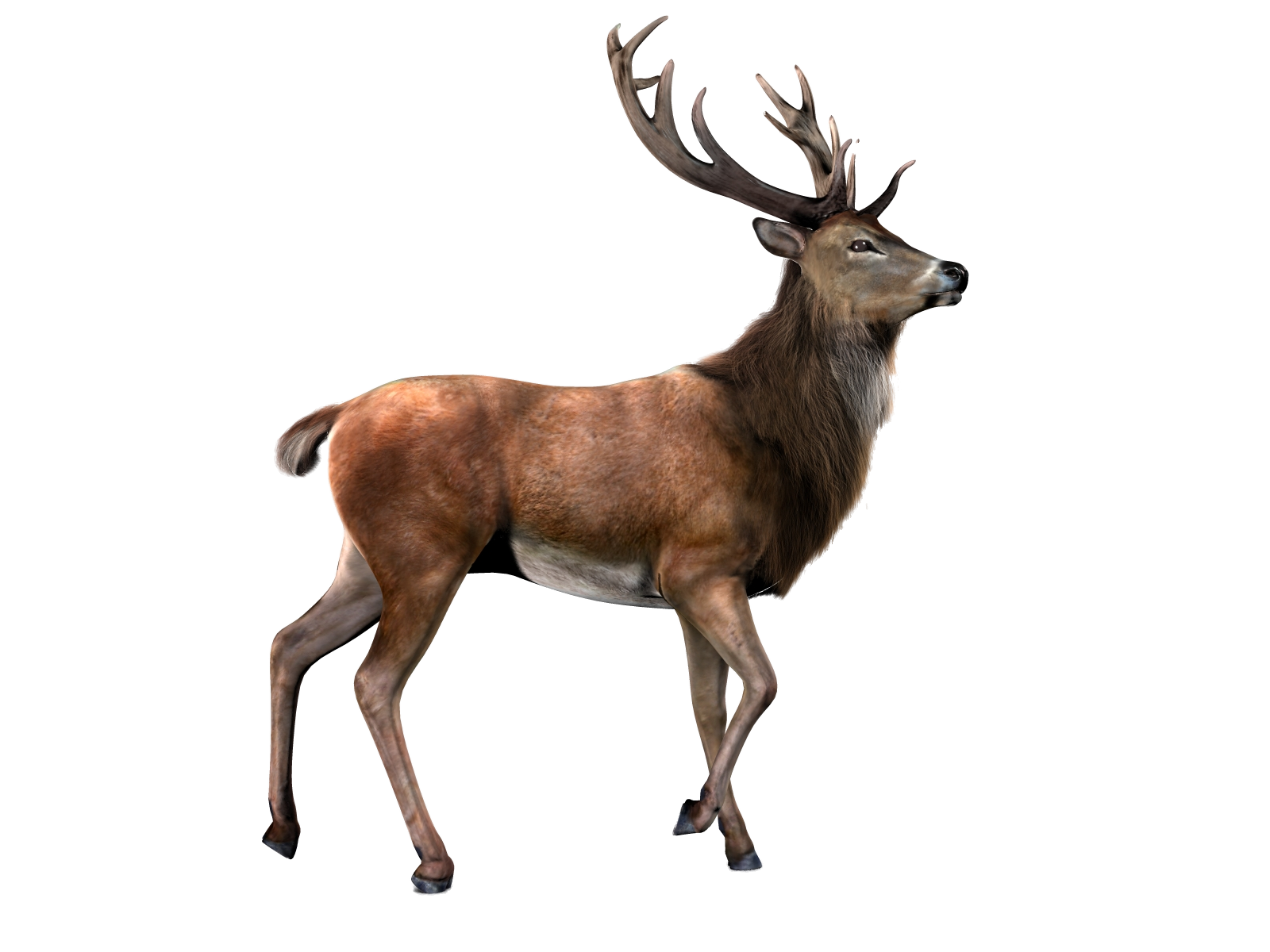 deer png