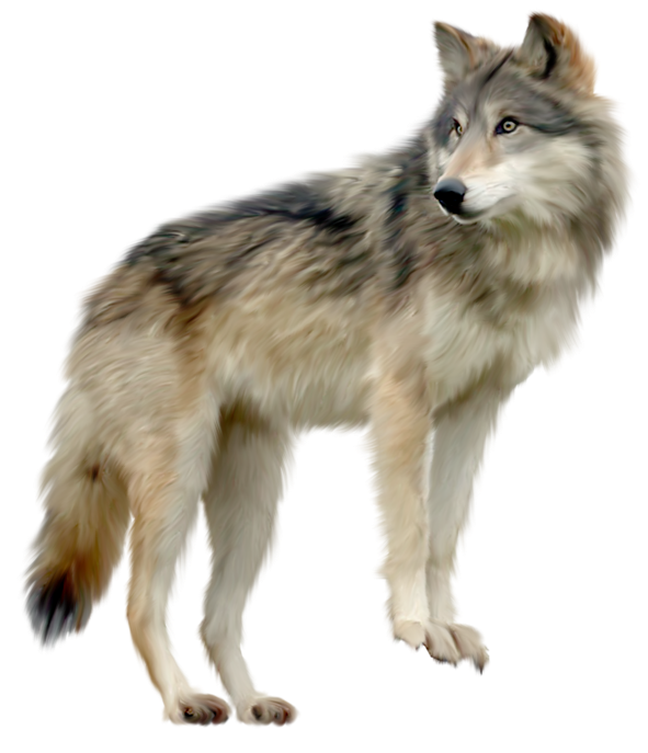 Wolf png graphic clipart design 19152493 PNG