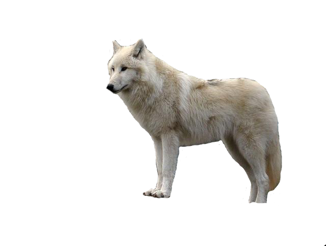 Download White Wolf With Transparent HQ PNG Image | FreePNGImg