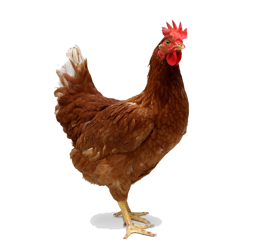 https://freepngimg.com/save/22030-chicken-transparent/900x886