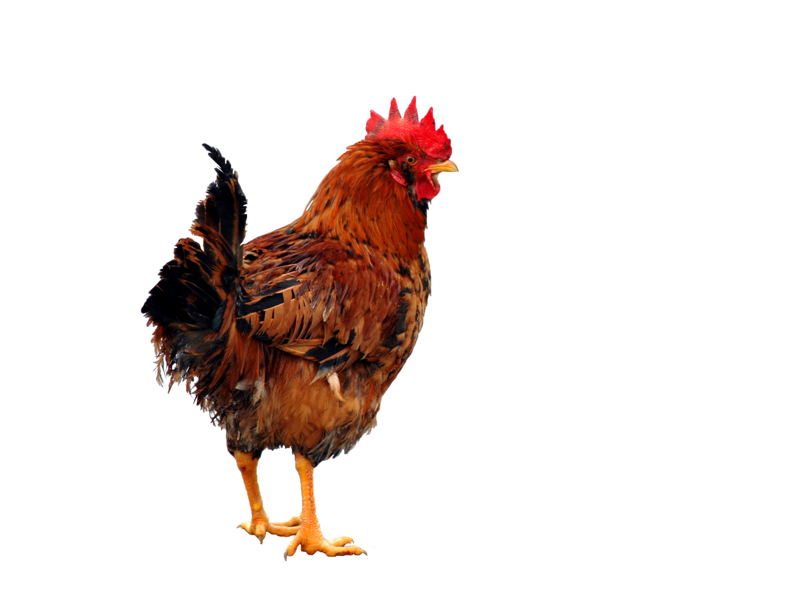 hen clipart png