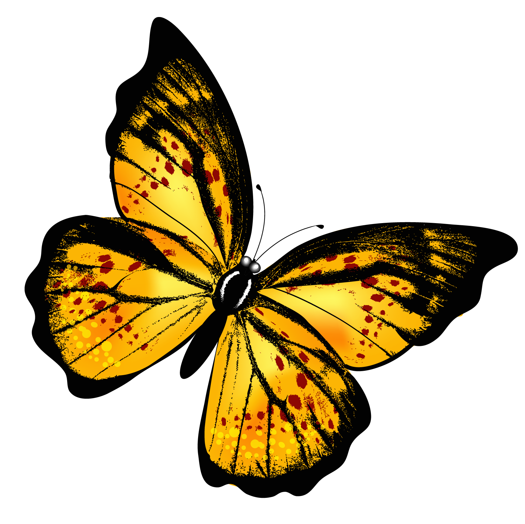 yellow butterfly images