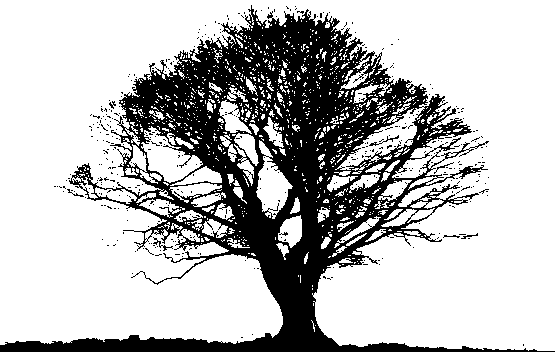 black tree transparent background