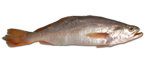 real fish png