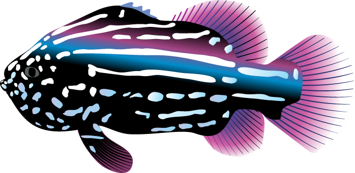 Download Real Fish Transparent Image HQ PNG Image