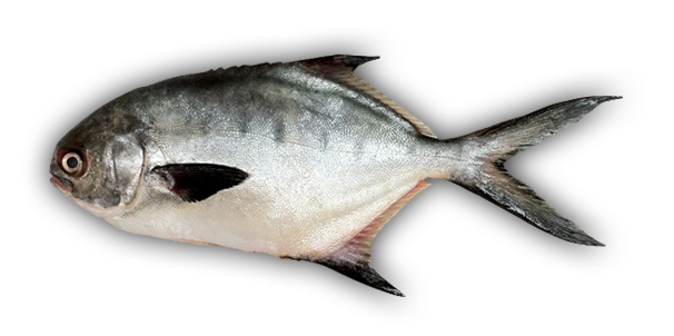 real fish png