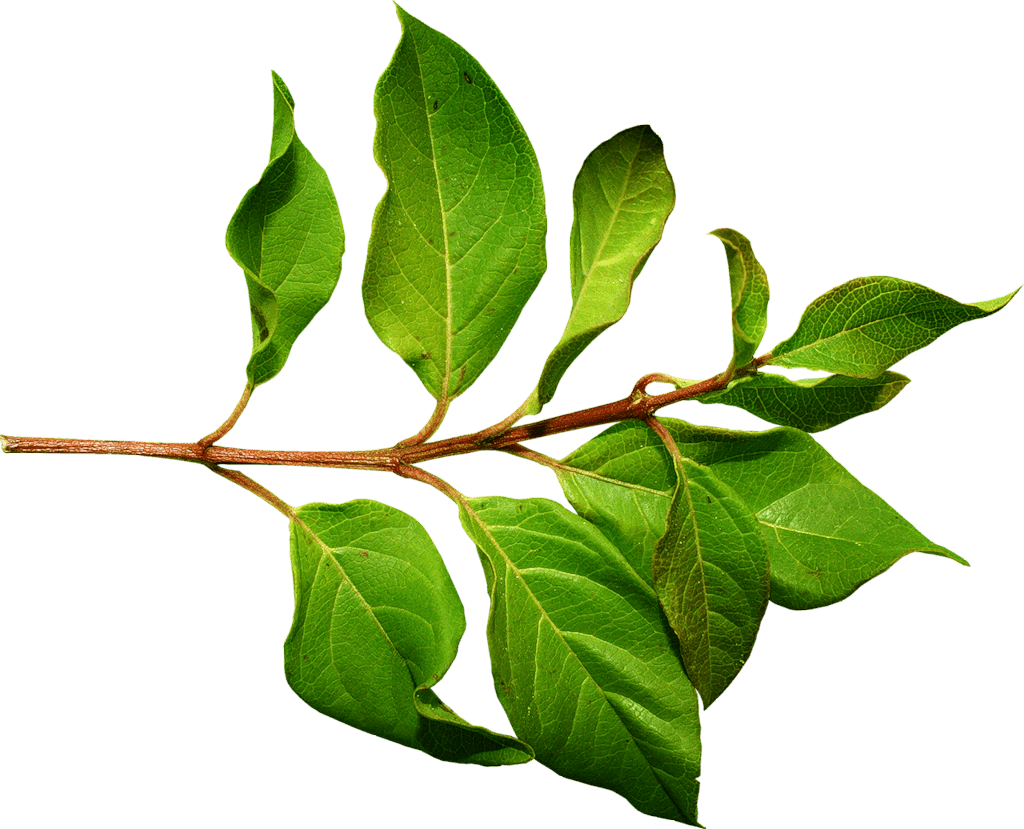 green leaf png