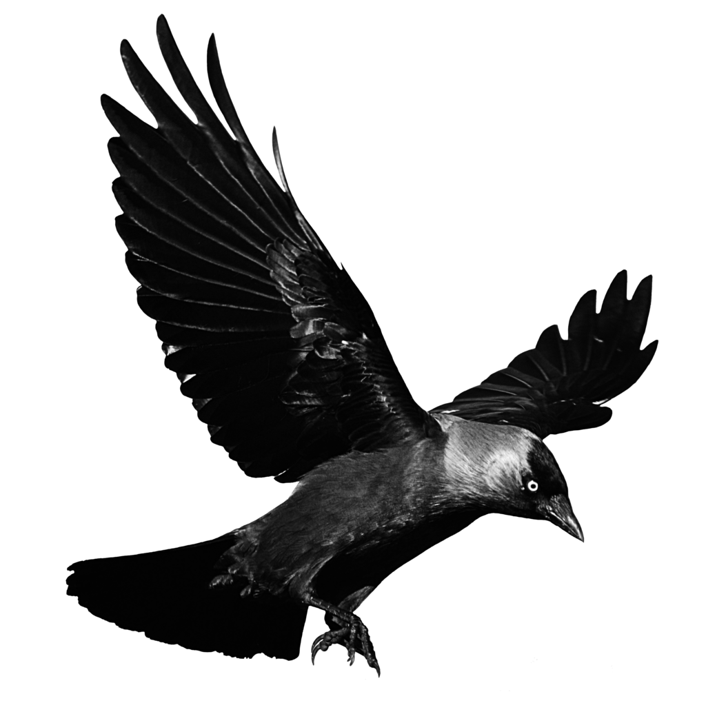 flying raven wallpaper