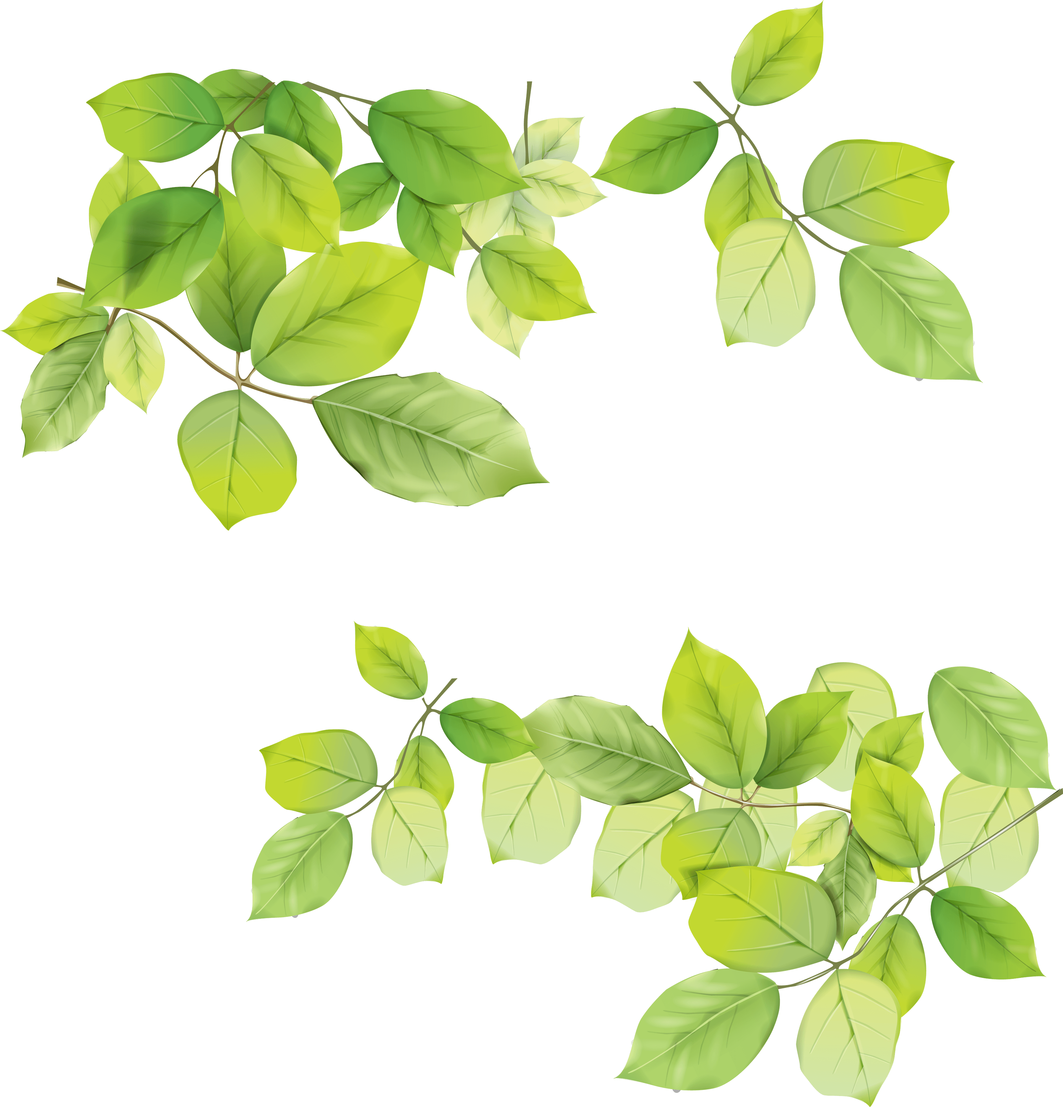 Download Green Leaf Png HQ PNG Image