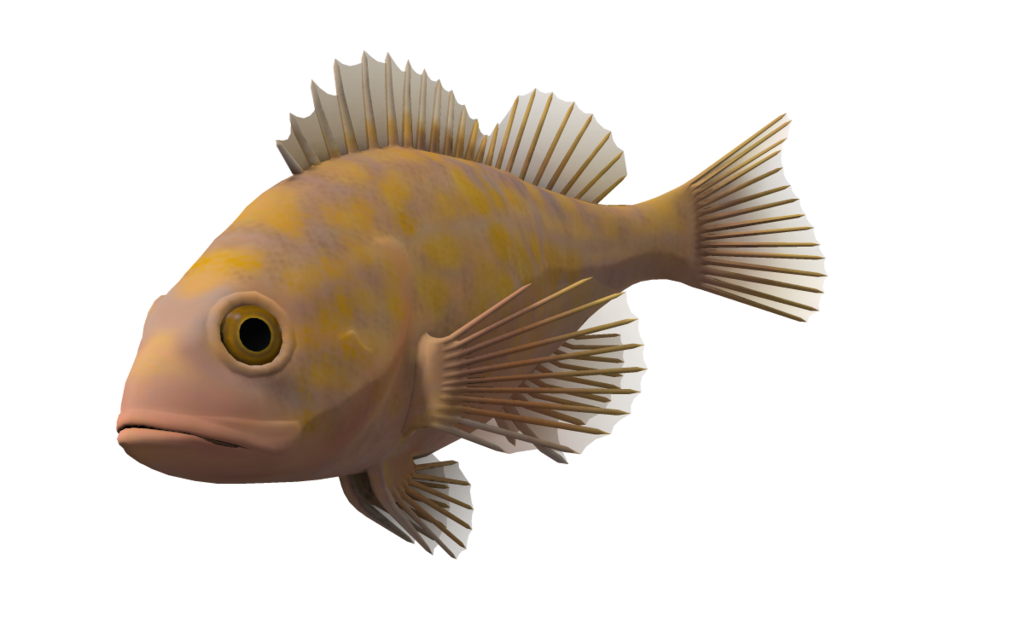 Download Ocean Fish Transparent Background HQ PNG Image | FreePNGImg