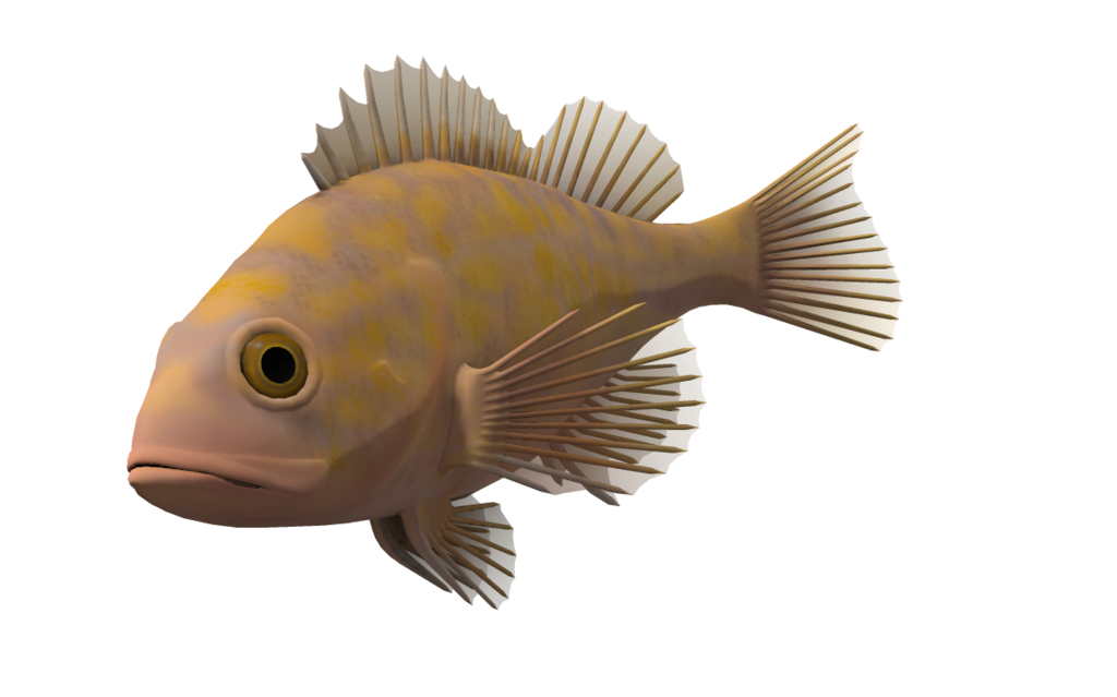 transparent background fish