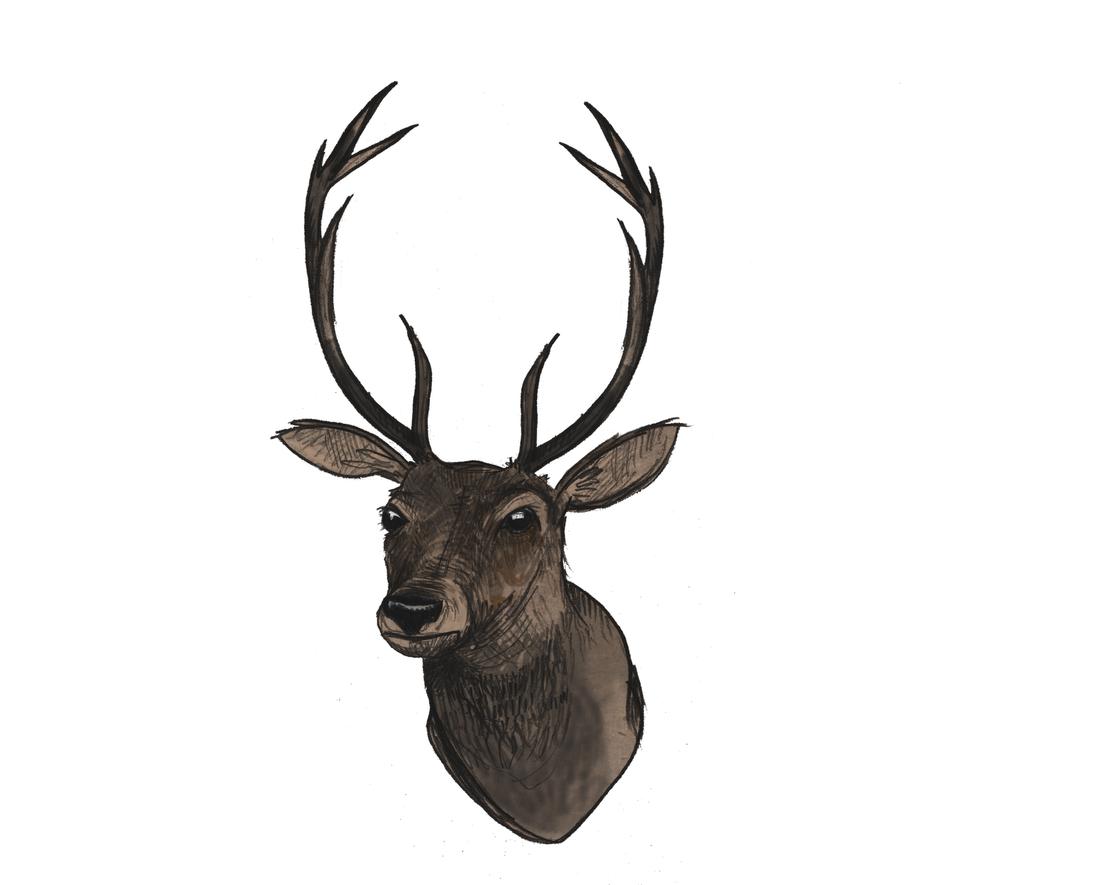 Deer Head Png