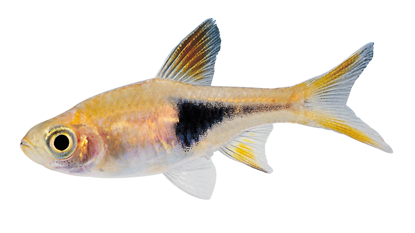 Download Real Fish Transparent Image HQ PNG Image