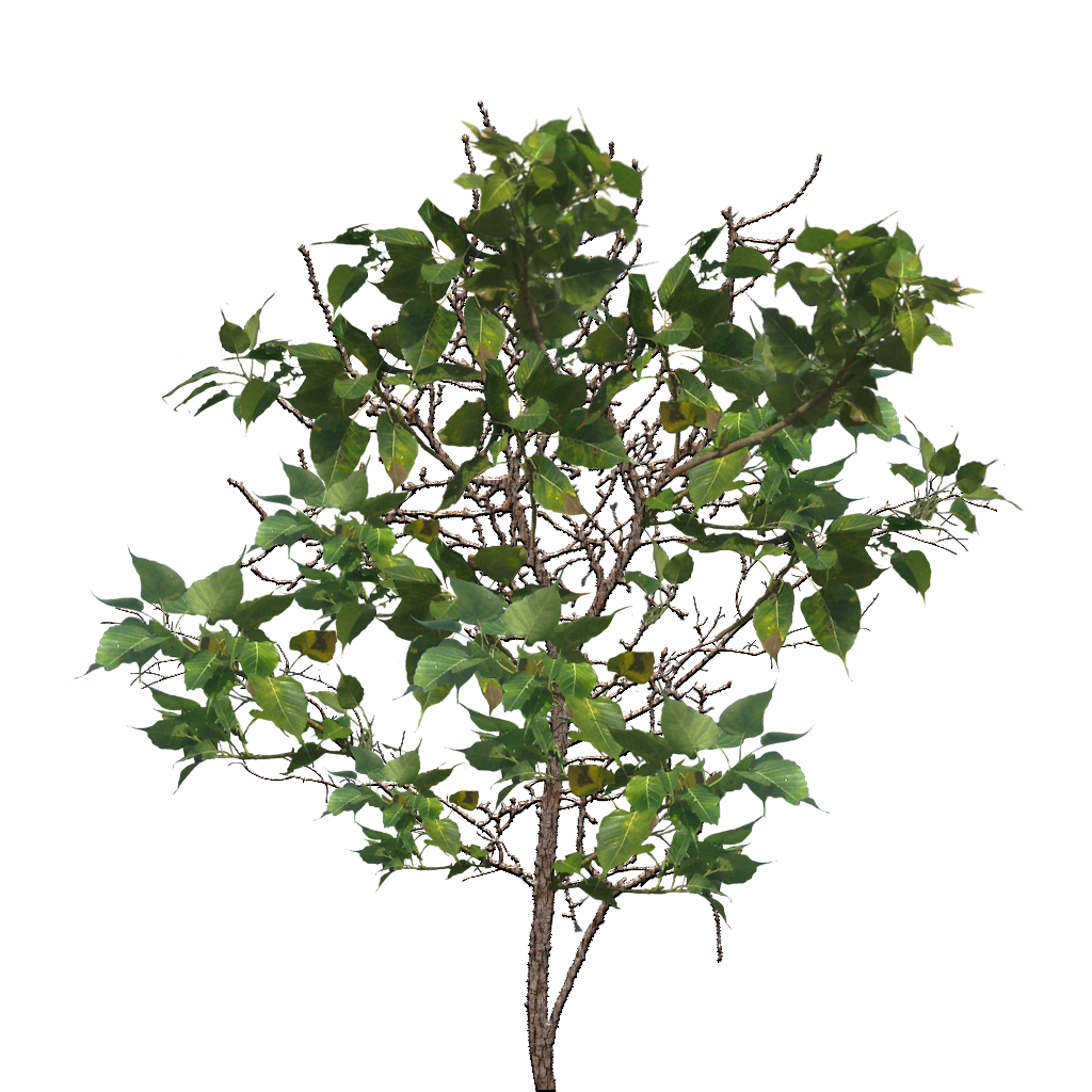 tree texture png